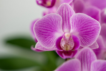 Knabenkräuter - Orchideen