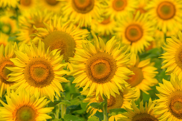 Sunflower field at sunset. Filtered Instagram effect