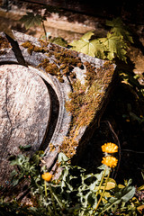 Friedhof in Bonn