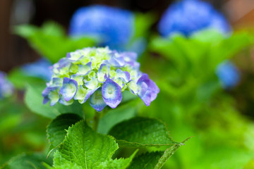 雨に濡れる紫陽花