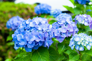 雨に濡れる紫陽花