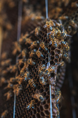 bees on their honeycomb organizing