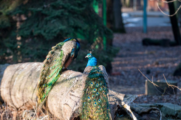 Naklejka premium Peacock - India National Bird