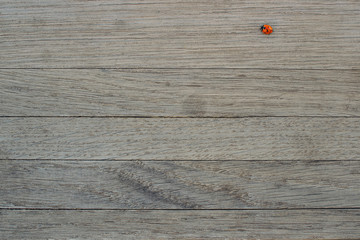 Small red ladybug sits on wood background. Wallpaper. Copy space. Top view