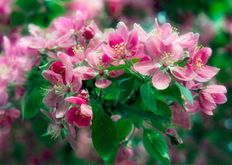 spring tree branch with pink flowers and green leaves, spring blossoming tree 