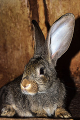 Gray rabbit with big ears sits and looks at the camera. Rabbit breeding.