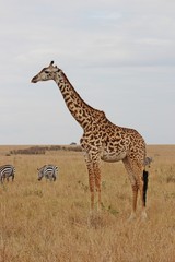 Naklejka na ściany i meble Wild animals in masai mara national reserve