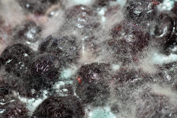 Close up, mold on blueberries, expired. Dangerous for health. Can be used as background. Selective...