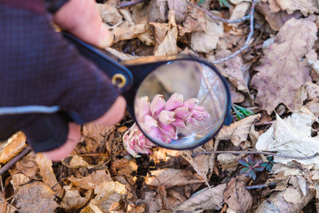 Buds of pink forest orchid under a magnifying glass. Wetlands of Ukraine. Nature protection concept.