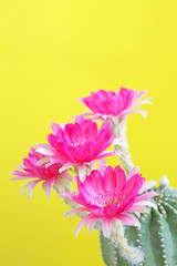Fresh blossom flowers of cactus on the yellow background, Naturally beautiful