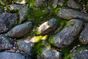 こもれびの中の石畳