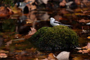 秋、水浴びをしに森の水場にきたシマエナガ