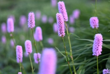 Makroaufnahme von Kerzenknöterich (Bistorta amplexicaulis) mit vertikaler, lila blühender Blüte