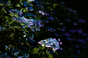 木漏れ日の中の紫陽花