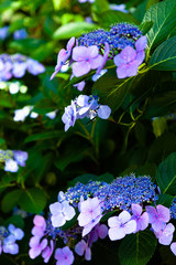 こもれびの中の紫陽花