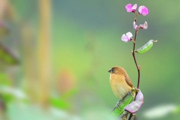 The scaly-breasted munia or spotted munia, known in the pet trade as nutmeg mannikin or spice finch, is a sparrow-sized estrildid finch native to tropical Asia. A species of the genus Lonchura,