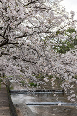 川に枝垂れる桜