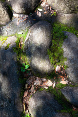 こもれびの中の石畳