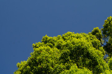 楠と青空