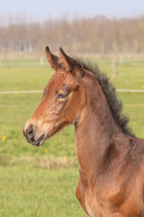 a young sport foal standing free on a spring meadow