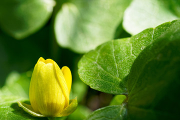 Yellow lonely flower among the leaves.