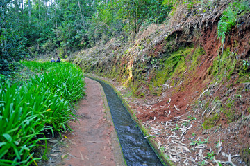 Madeira levada walking nature
