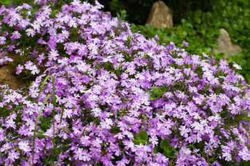 Naklejka premium Little lilac flowers Aubrieta in a cozy flower garden