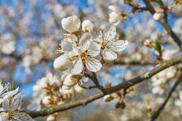 Wood plum full blossom and the background of the blue sky ,white flowers in the spring, plum tree in blossom