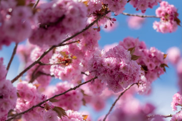 Kirschblüten Kirschblütenfest Straßenbäume Japanische Blütenkirsche Prunus serrulata rosa pink Pracht Blossom Sonnenlicht Farbenspiel Frühling Frühjahr Schwerte Deuschland Farbenpracht Blütenmeer 