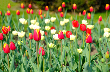 Field of red and white tulips, under the morning sunlight of spring.