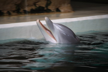 delfin © andy