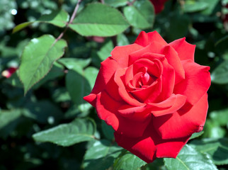 Close-up of a beautiful red rose, in the Italian Rose Garden, on Mainau Island, Lake Constance, Germany.
