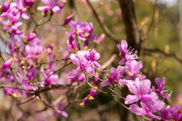 Obraz premium Azalia