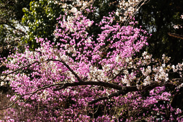 桜とツツジ