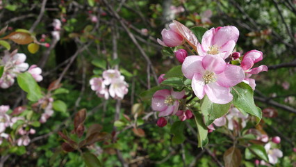 Obraz na płótnie Canvas The Apple tree blooms with pink flowers