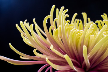 菊の花