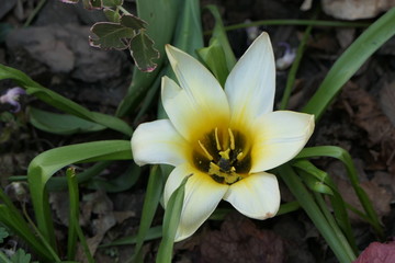 white and yellow flowers