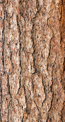 Bright pine bark for background and texture