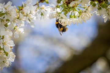Bumble-bee on white cherry flowers