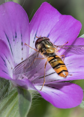 Yellow little wasp sits on white flower.