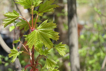 red currant bush in spring