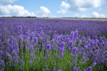 Fototapeta premium Lavender blooming scented fields in endless rows. Provence, france, crimea.