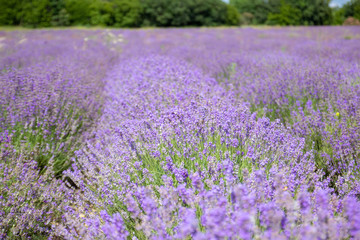 Obraz premium Lavender blooming scented fields in endless rows. Provence, france, crimea.