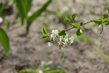 green plant with white flowers  in the garden