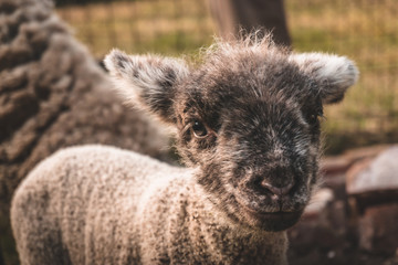 portrait of small lamb