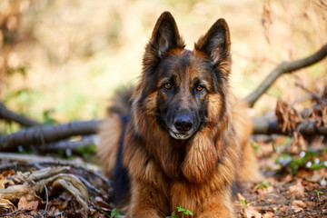 Hübscher Deutscher Schäferhund
