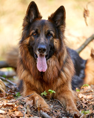 Hübscher Deutscher Schäferhund