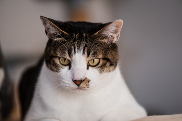 Fototapeta premium 見つめる猫