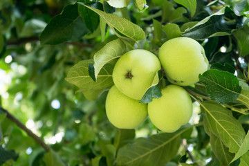 Ripe  apples on the branch before harvesting, autumn time
