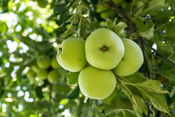 Ripe  apples on the branch before harvesting, autumn time